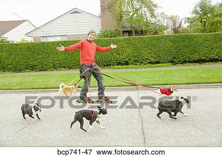 Man on rollerblades walking dogs View Large Photo Image Stock Photo - Man on rollerblades walking dogs. Fotosearch
