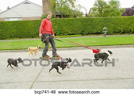 Man on rollerblades walking dogs View Large Photo Image Stock Photo - Man on rollerblades walking dogs. Fotosearch