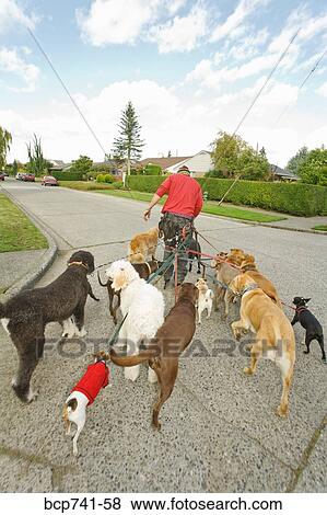 Man on rollerblades walking dogs View Large Photo Image Stock Photo - Man on rollerblades walking dogs. Fotosearch