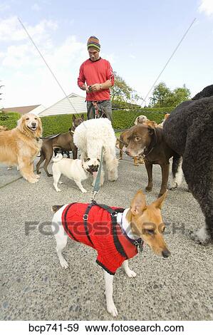 Stock Photo - Man on rollerblades walking dogs. Fotosearch