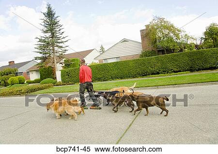Stock Photography - Man on rollerblades walking dogs. Fotosearch