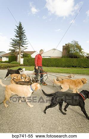 Man on rollerblades walking dogs View Large Photo Image Stock Photography - Man on rollerblades walking dogs. Fotosearch