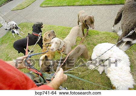Man walking multiple dogs View Large Photo Image Picture - Man walking multiple dogs. Fotosearch