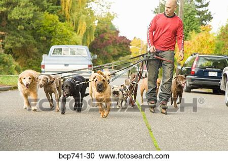 Man walking multiple dogs View Large Photo Image Stock Image - Man walking multiple dogs. Fotosearch