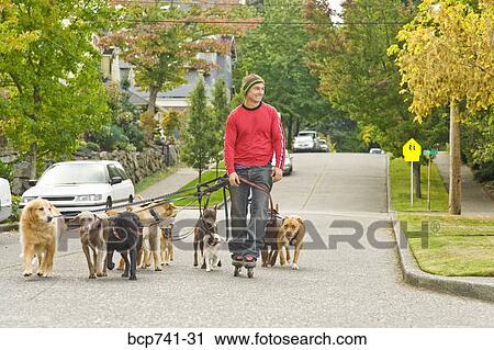 Man walking multiple dogs View Large Photo Image Stock Image - Man walking multiple dogs. Fotosearch