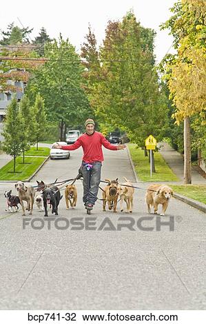 Man walking multiple dogs View Large Photo Image Stock Image - Man walking multiple dogs. Fotosearch