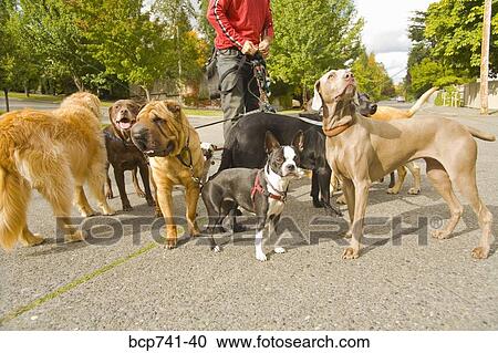Man walking multiple dogs View Large Photo Image Stock Image - Man walking multiple dogs. Fotosearch