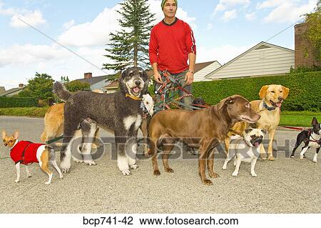 Man walking multiple dogs View Large Photo Image Stock Image - Man walking multiple dogs. Fotosearch