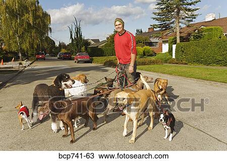 Man walking multiple dogs View Large Photo Image Stock Image - Man walking multiple dogs. Fotosearch