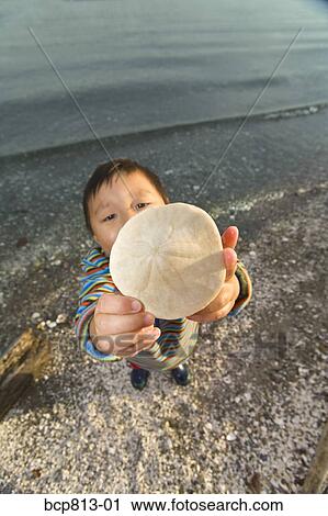 Asian boy holding up sand dollar View Large Photo Image Stock Image - Asian boy holding up sand dollar. Fotosearch