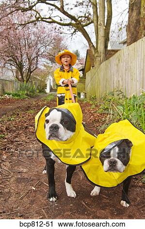 Asian boy walking dogs in raincoats View Large Photo Image Stock Image - Asian boy walking dogs in raincoats. Fotosearch