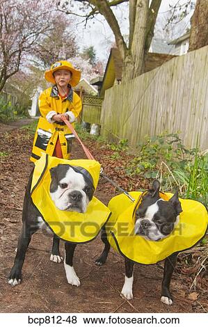 Asian boy walking dogs in raincoats View Large Photo Image Stock Photo - Asian boy walking dogs in raincoats. Fotosearch