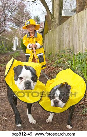 Asian boy walking dogs in raincoats View Large Photo Image Stock Photo - Asian boy walking dogs in raincoats. Fotosearch