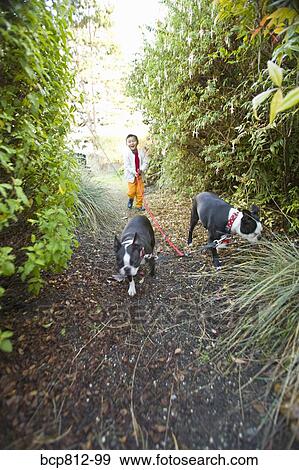Asian boy walking dogs on path View Large Photo Image Stock Photo - Asian boy walking dogs on path. Fotosearch