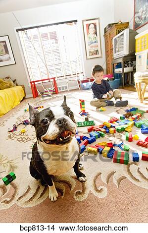 Dog next to Asian boy playing with blocks View Large Photo Image Picture - Dog next to Asian boy playing with blocks. Fotosearch