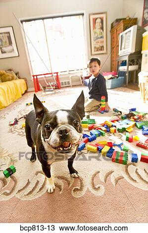 Dog next to Asian boy playing with blocks View Large Photo Image Stock Image - Dog next to Asian boy playing with blocks. Fotosearch
