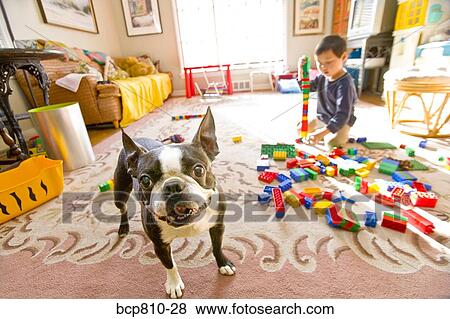 Stock Photo - Dog next to Asian boy playing with blocks. Fotosearch