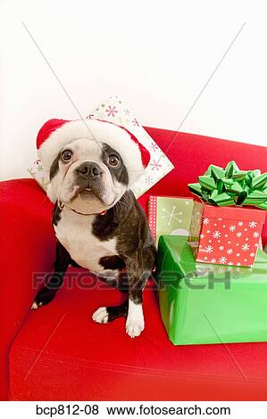 Dog wearing Santa Claus hat next to gifts View Large Photo Image Stock Photo - Dog wearing Santa Claus hat next to gifts. Fotosearch
