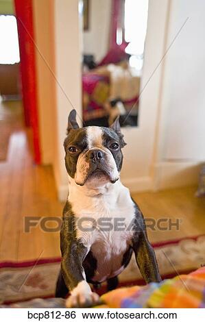 Dog with paws on bed View Large Photo Image Stock Photograph - Dog with paws on bed. Fotosearch