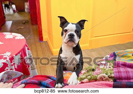 Dog with paws on bed View Large Photo Image Stock Photography - Dog with paws on bed. Fotosearch