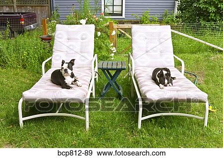 Dogs sitting on lounge chairs View Large Photo Image Stock Photo - Dogs sitting on lounge chairs. Fotosearch
