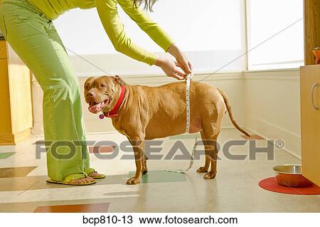 Stock Image - Woman measuring dogs belly with tape measure. Fotosearch