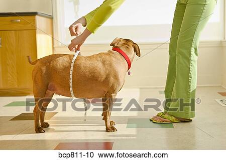 Woman measuring dog’s belly with tape measure View Large Photo Image Stock Image - Woman measuring dog’s belly with tape measure. Fotosearch