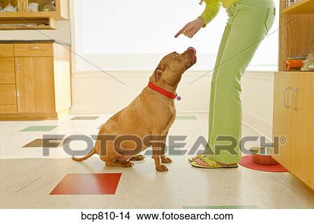 Picture - Woman scolding dog. Fotosearch