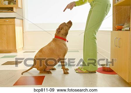 Woman scolding dog View Large Photo Image Stock Photo - Woman scolding dog. Fotosearch