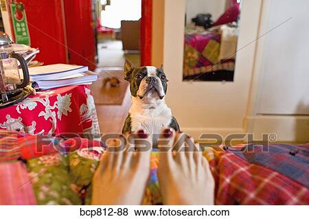 Woman’s bare feet in front of dog View Large Photo Image Stock Photo - Woman’s bare feet in front of dog. Fotosearch