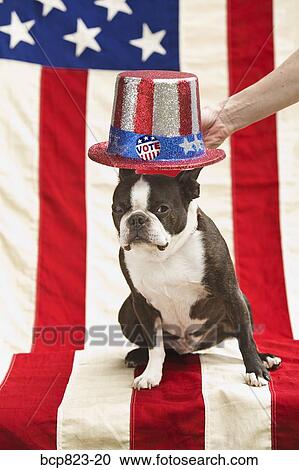 Patriotic Boston terrier dog in hat posing with American flag View Large Photo Image Stock Image - Patriotic Boston terrier dog in hat posing with American flag. Fotosearch