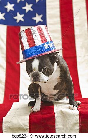 Stock Photo - Patriotic Boston terrier dog in hat posing with American flag. Fotosearch