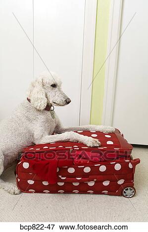 Poodle resting on polka dot patterned suitcase View Large Photo Image Stock Photo - Poodle resting on polka dot patterned suitcase. Fotosearch