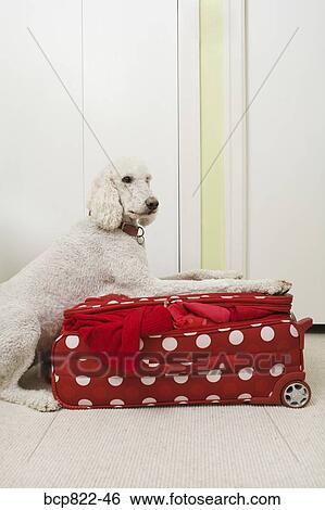 Poodle resting on polka dot patterned suitcase View Large Photo Image Stock Photograph - Poodle resting on polka dot patterned suitcase. Fotosearch