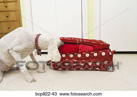Poodle sniffing polka dot patterned suitcase View Large Photo Image Stock Image - Poodle sniffing polka dot patterned suitcase. Fotosearch