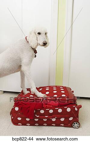 Poodle standing on polka dot patterned suitcase View Large Photo Image Picture - Poodle standing on polka dot patterned suitcase. Fotosearch