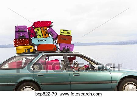 Woman and dog driving car stacked with colorful suitcases View Large Photo Image Stock Photo - Woman and dog driving car stacked with colorful suitcases. Fotosearch