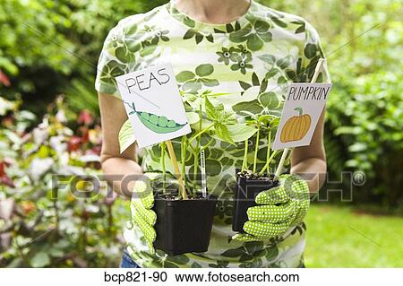 Woman holding pumpkin and pea seedlings in garden View Large Photo Image Stock Image - Woman holding pumpkin and pea seedlings in garden. Fotosearch