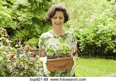 Woman holding pumpkin seedlings in garden View Large Photo Image Stock Photo - Woman holding pumpkin seedlings in garden. Fotosearch