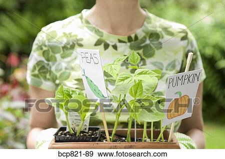 Woman holding pumpkin seedlings in garden View Large Photo Image Stock Photo - Woman holding pumpkin seedlings in garden. Fotosearch