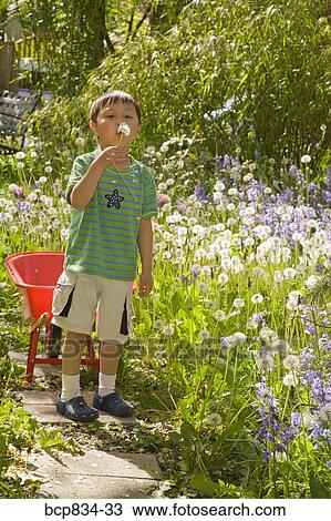Boy blowing a dandelion View Large Photo Image Stock Image - Boy blowing a dandelion. Fotosearch