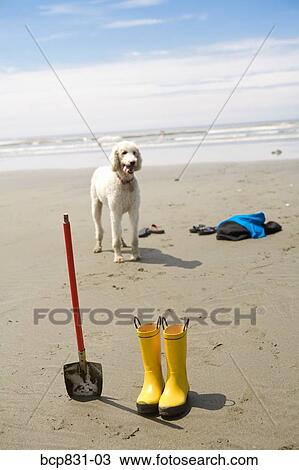 Rubber boots and a shovel in front of a poodle dog on the beach, Washington State, USA View Large Photo Image Stock Image - Rubber boots and a shovel in front of a poodle dog on the beach, Washington State, USA. Fotosearch