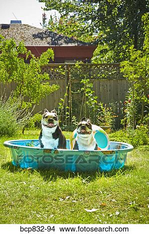 Two Boston Terriers panting in a wading pool View Large Photo Image Picture - Two Boston Terriers panting in a wading pool. Fotosearch