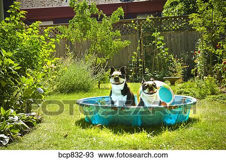 Two Boston Terriers panting in a wading pool View Large Photo Image Stock Image - Two Boston Terriers panting in a wading pool. Fotosearch