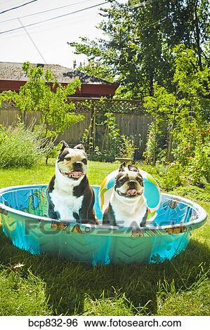 Two Boston Terriers panting in a wading pool View Large Photo Image Stock Photograph - Two Boston Terriers panting in a wading pool. Fotosearch