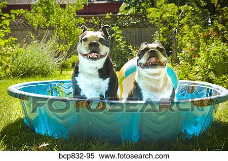 Two Boston Terriers panting in a wading pool View Large Photo Image Stock Photography - Two Boston Terriers panting in a wading pool. Fotosearch