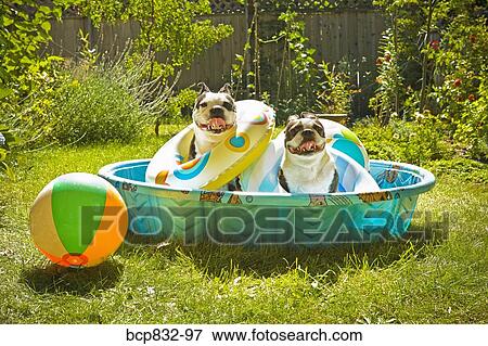 Two Boston Terriers with life rings sitting in a wading pool View Large Photo Image Stock Photo - Two Boston Terriers with life rings sitting in a wading pool. Fotosearch