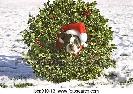Boston Terrier dog wearing a Christmas wreath View Large Photo Image Stock Image - Boston Terrier dog wearing a Christmas wreath. Fotosearch
