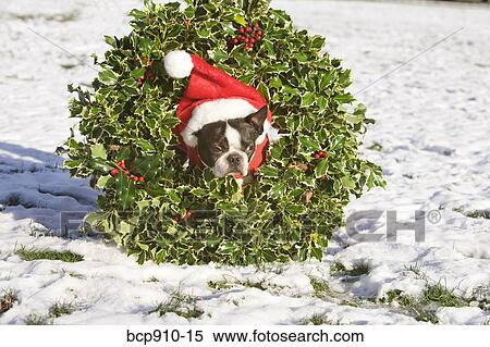 Stock Photography - Boston Terrier dog wearing a Christmas wreath. Fotosearch