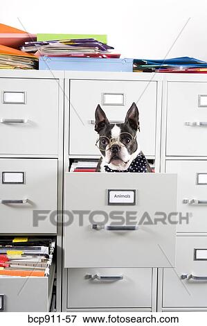 Stock Photo - Boston Terrier in drawer of file cabinet. Fotosearch